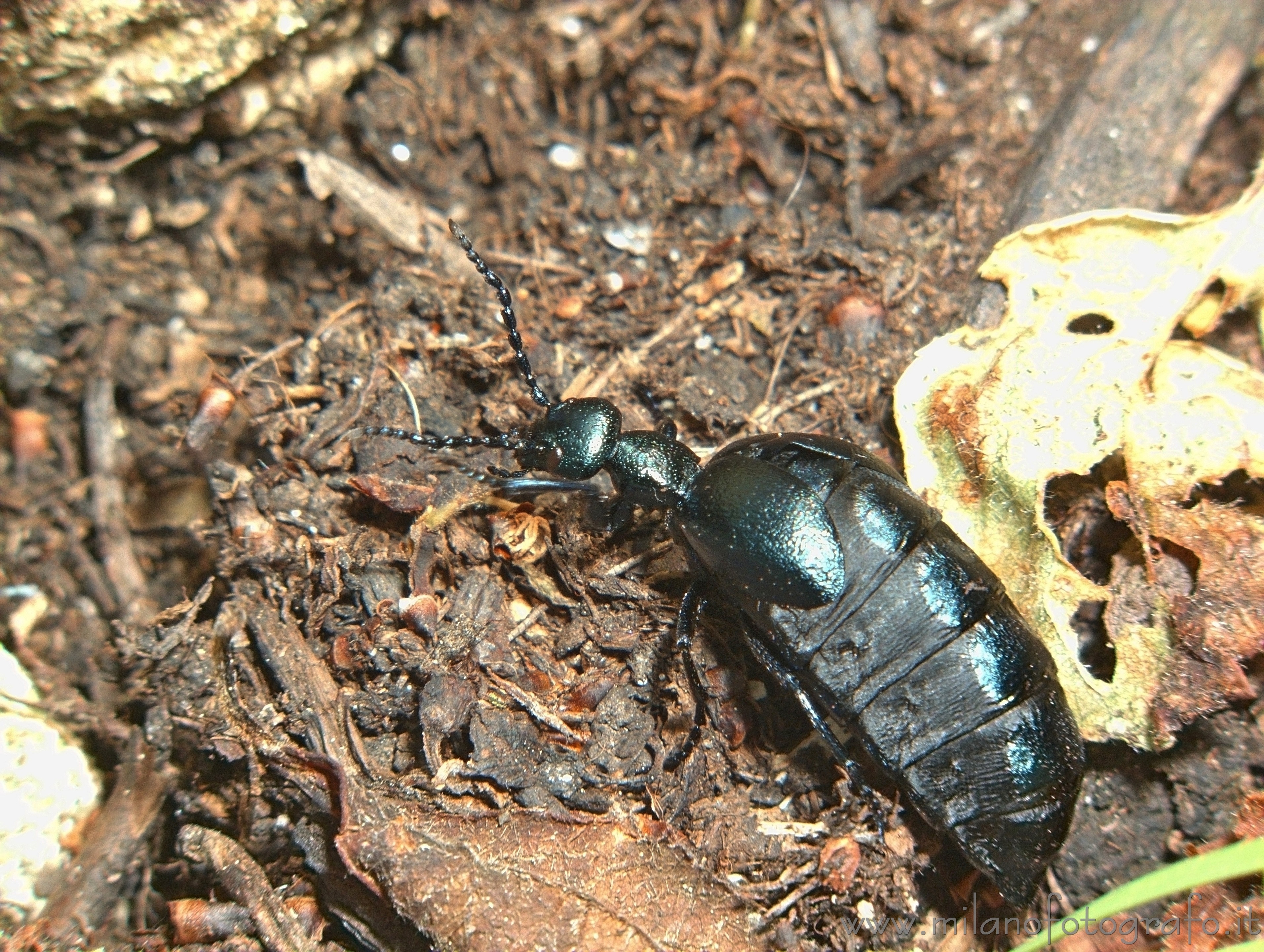 Valmosca fraction of Campiglia Cervo (Biella, Italy) - Meloe proscarabeus